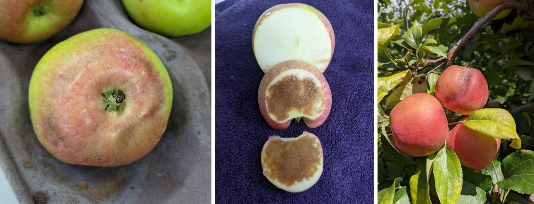 Apples with sunburn damage